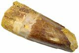 Real Fossil Spinosaurus Tooth - Feeding Worn Tip #310774-1